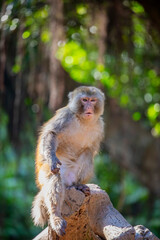 
The rhesus macaque (Macaca mulatta) is a medium-sized primate native to South, Central, and Southeast Asia. It has a brown or grey coat, a pink face, and a long tail.