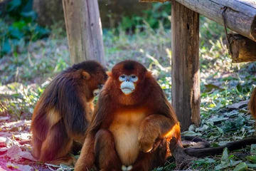 Fotobehang Aap The Sichuan golden snub-nosed monkey (Rhinopithecus roxellana) is an endangered primate endemic to China's mountainous forests. It has striking golden-orange fur, a blue face, and a stubby nose.  © Danny Ye