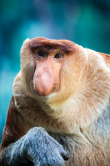 Fototapeta premium The closeup image of proboscis monkey. It is a reddish-brown arboreal Old World monkey with an unusually large nose. It is endemic to the southeast Asian island of Borneo.