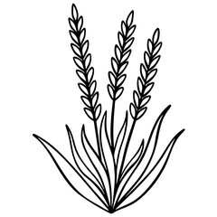 Lavender Lush line art art vector