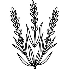 Lavender Lush line art art vector