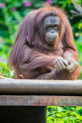 a Bornean orangutan is eating food.
The orangutan is a critically endangered species, with deforestation, palm oil plantations, and hunting posing a serious threat to its continued existence