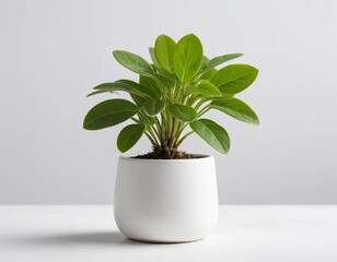 plant in flowerpot