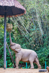 The asian elephant (Elephas maximus ) in Guangzhou Chimelong Safari Park China is taking the food...