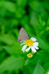 A small Lycaenidae butterfly, with subtle grey-brown wings, rests on a white and yellow flower