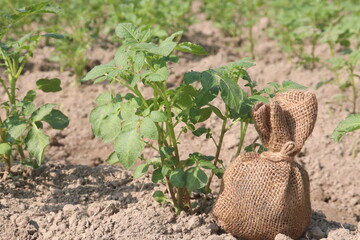 Potato plant on farm for harvest