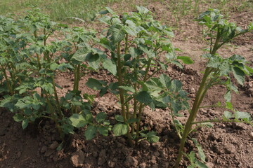 Potato plant on farm for harvest