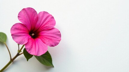 Fototapeta premium A vibrant pink blossom with delicate petals and lush green leaves, elegantly presented against a pristine white backdrop.