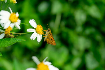 A Hesperiidae (skipper) butterfly, with orange-brown wings, feeds on a white and yellow flower.