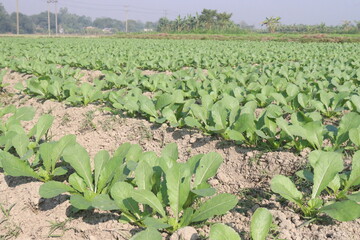 Radishes plant on farm for harvest