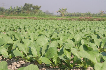 Radishes plant on farm for harvest