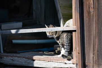 Obraz premium 建物から出てくる可愛い野良猫