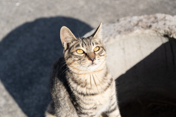 見上げる可愛い猫　キジトラ猫