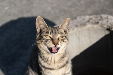見上げる可愛い猫　キジトラ猫