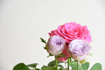 Obraz premium ピンクと紫のばら