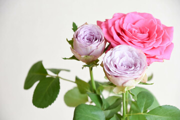 ピンクと紫のばら