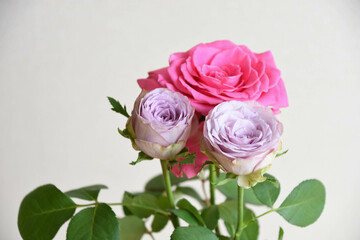 ピンクと紫のばら