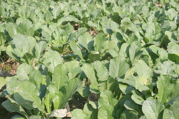 Radishes plant on farm for harvest