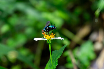 A Lucilia sericata with metallic green body feeds on a small white and yellow flower against a green backdrop.