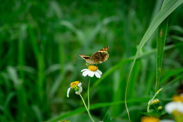Captured in nature, a Junonia orithya displays its orange and brown wings while perched on a small white flowerf