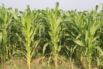 maize also called corn on farm for harvest