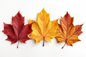 Obraz premium Isolated maple leaves in vibrant autumn shades of orange and yellow against a white background