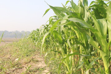 maize also called corn on farm for harvest