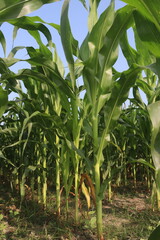 maize also called corn on farm for harvest
