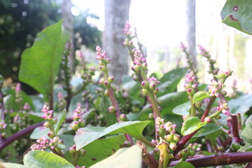 Malabar spinach flower on farm for harvesting