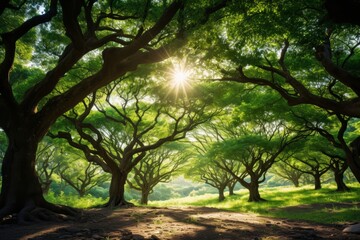 Fototapeta premium Sunlight streaming through the dense green canopy of trees in a serene forest setting