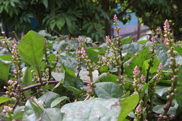 Malabar spinach flower on farm for harvesting