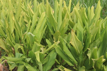 Obraz premium turmeric plant on farm are cash crops