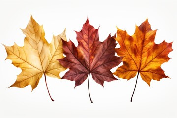 Three isolated maple leaves displaying vibrant fall colors from orange to yellow on white background