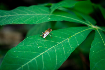 A hoverfly, likely Eristalinus taeniops, perches on a cassava leaf, mimicking a bee with its striped abdomen