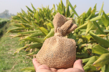 turmeric plant on farm are cash crops