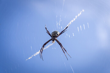 A striking Argiope appensa (Garden Orb Weaver) hangs in its intricate web against a backdrop of blue sky and clouds