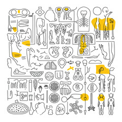 Human body icon set vector