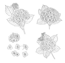 Hydrangea line drawing , Vector file can be used in creating work, including media production. and various publications