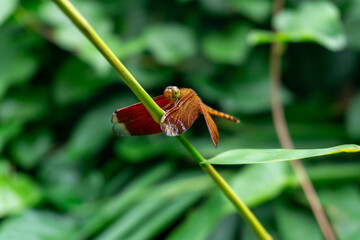 A reddish-brown dragonfly, likely Neurothemis terminata, with dark wing tips perches on a thin...