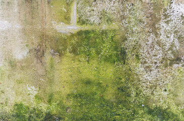 Green moss on cement wall