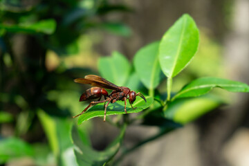 A reddish-brown paper wasp (Polistes genus) with slender body and folded wings rests on a green leaf