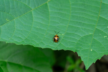 A small Aulacophora femoralis (Pumpkin Beetle) with orange-yellow elytra and black markings rests on a green leaf