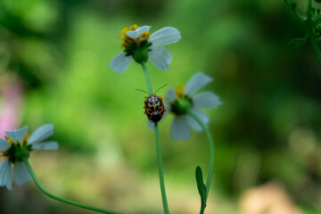 A vibrantly colored Eurydema ornata (Ornate Shield Bug) perches delicately on a slender stem amidst blooming flowers.