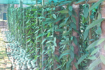 Obraz premium Vanilla orchid on farm for harvest