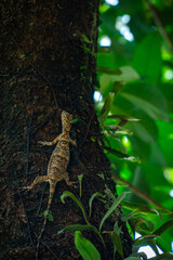 A camouflaged Draco volans (Common Flying Dragon) clings to a tree trunk, its patagial membranes folded along its sides