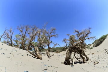 Populus euphratica trees in the desert