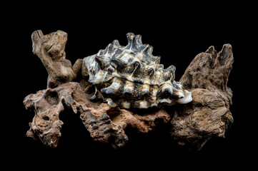 Spiked Vasum Seashell and Driftwood Composition
