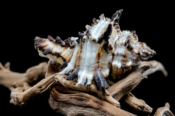Intricate Spiny Murex Seashell on Driftwood