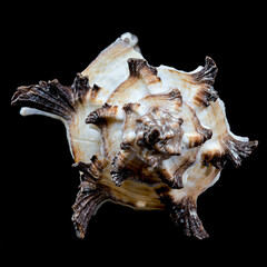 Intricate Spiny Murex Seashell black background