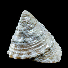 Pyramid Trochus Shell Tectus pyramis on black Background